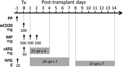 A modified perioperative regimen for deceased donor kidney transplantation in presensitized recipients without prior desensitization therapy